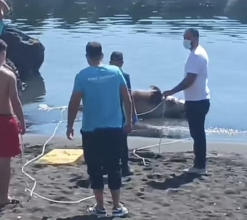 La Carcassa Di Un Delfino In Decomposizione Nel Mare Tra Torre Del